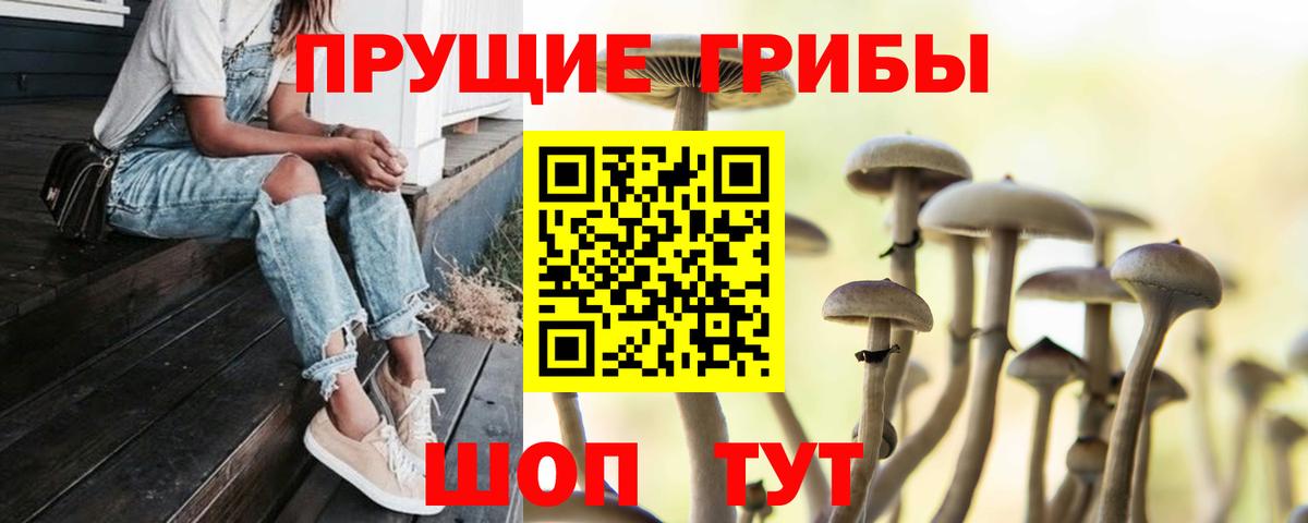 Псилоцибиновые грибы Psilocybine cubensis Кондопога